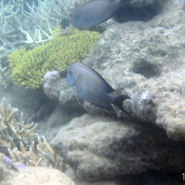 Ctenochaetus striatus
