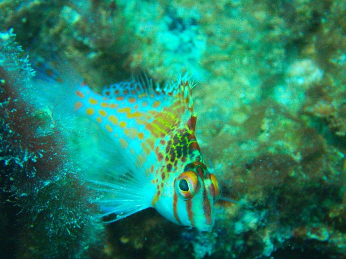 Cirrhitichthys falco