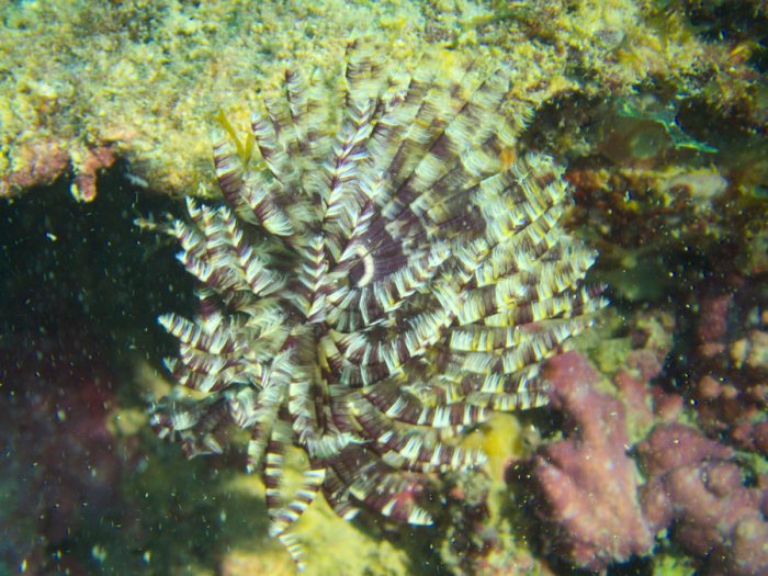 Organismes vermiformes