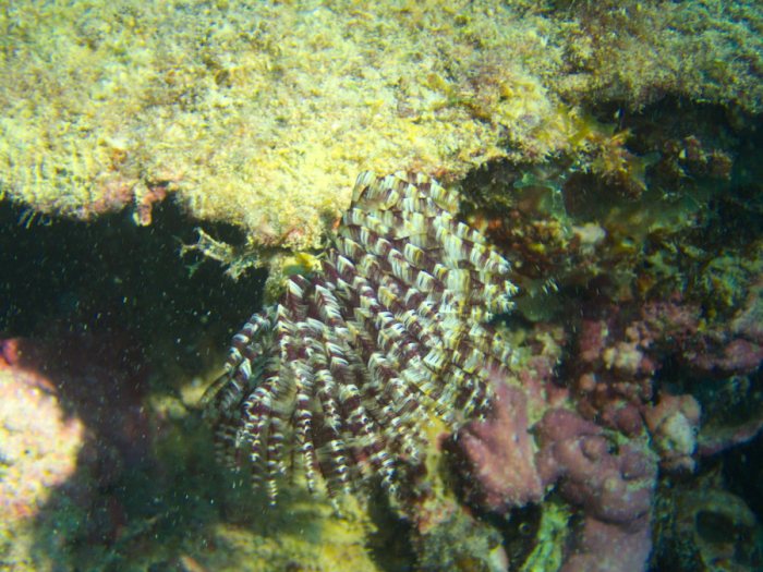 Organismes vermiformes