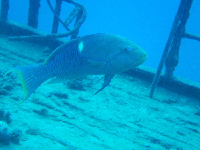 Bodianus perditio
