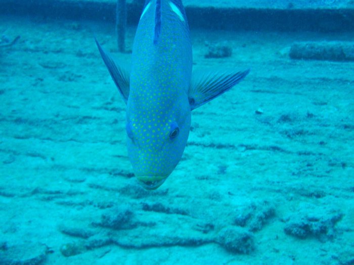 Bodianus perditio