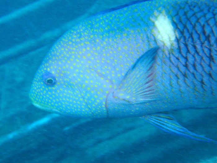 Bodianus perditio