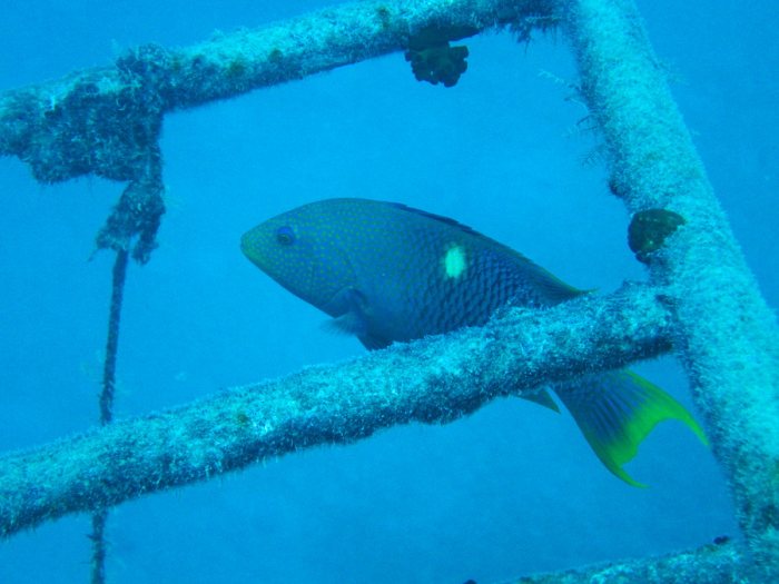 Bodianus perditio