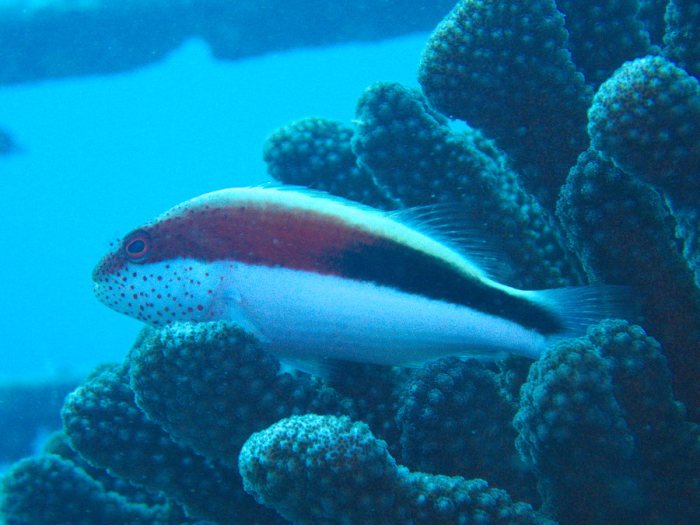 Paracirrhites forsteri
