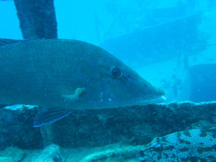 Lethrinus olivaceus