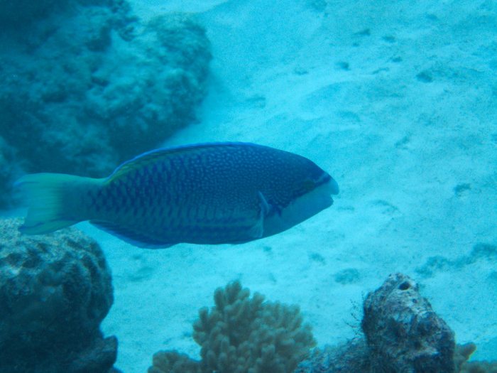 Poisson-perroquet