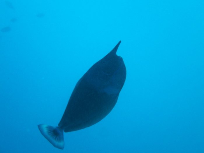 Naso brevirostris