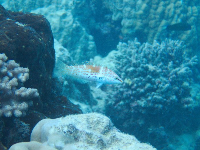 Coris batuensis