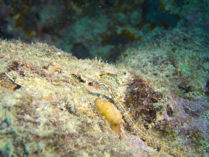 Corythoichthys ocellatus