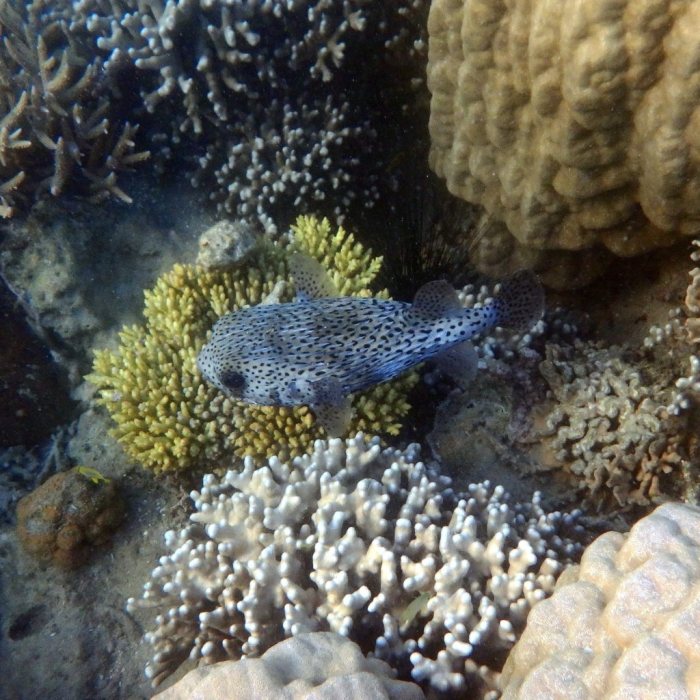 Diodon hystrix