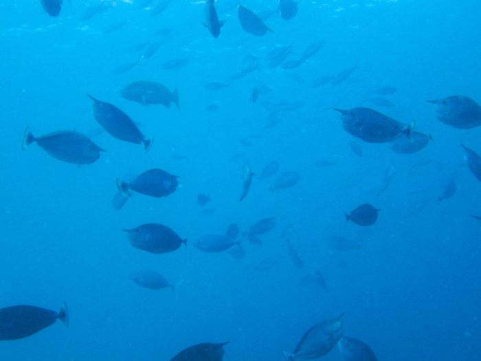 Naso brevirostris