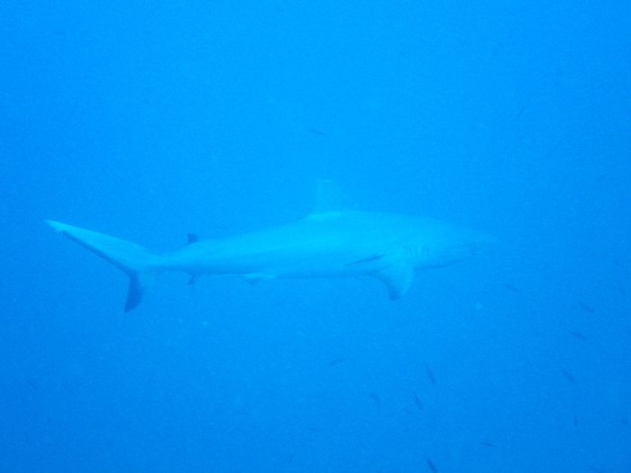 Carcharhinus amblyrhynchos