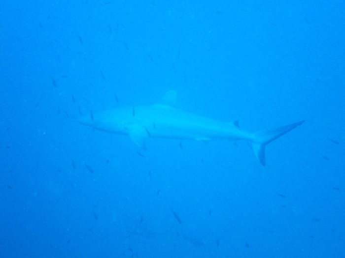 Carcharhinus amblyrhynchos