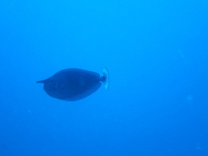 Naso brevirostris