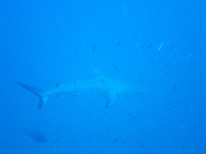 Carcharhinus amblyrhynchos