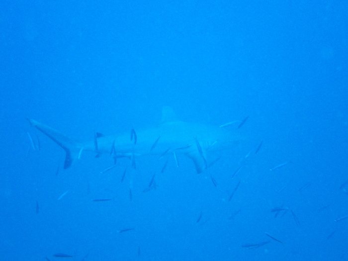 Carcharhinus amblyrhynchos