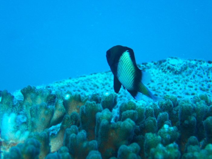 Dascyllus reticulatus