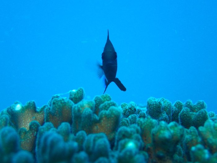 Dascyllus reticulatus