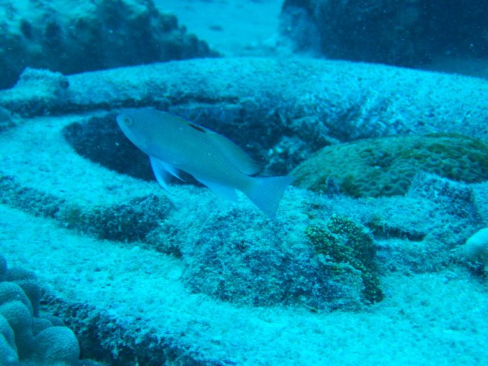 Pseudanthias hypselosoma