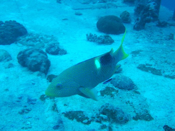 Bodianus perditio