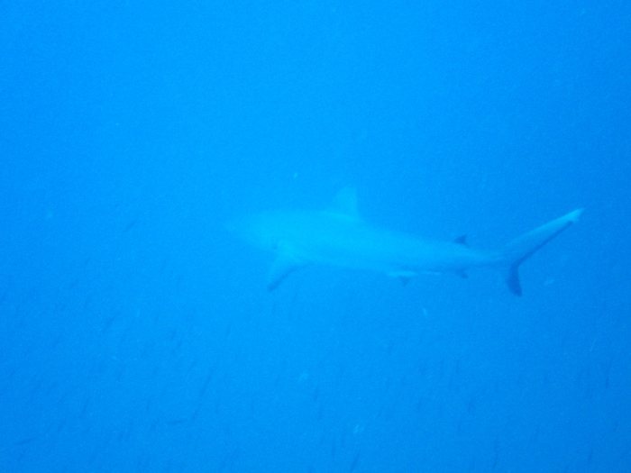 Carcharhinus amblyrhynchos