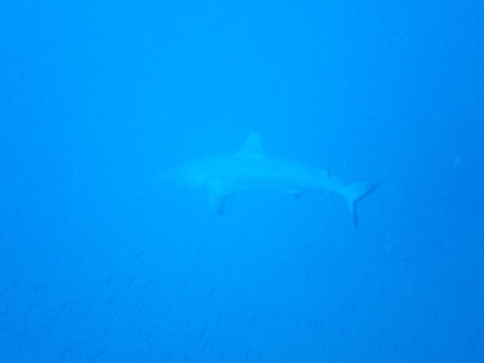 Carcharhinus amblyrhynchos