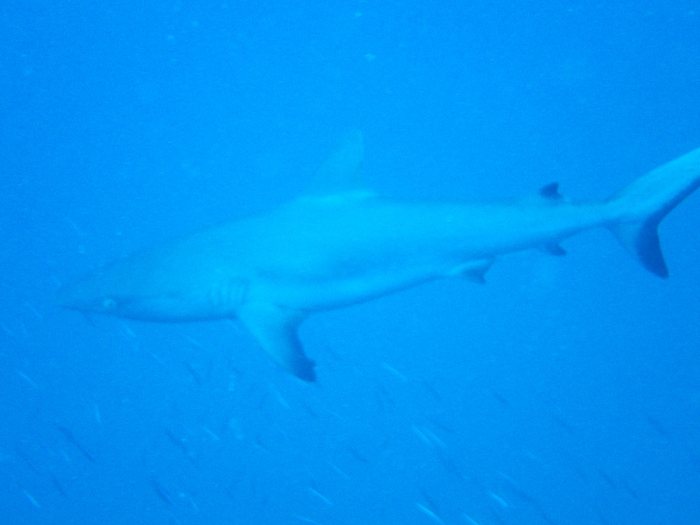 Carcharhinus amblyrhynchos