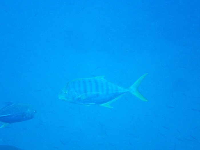 Gnathanodon speciosus