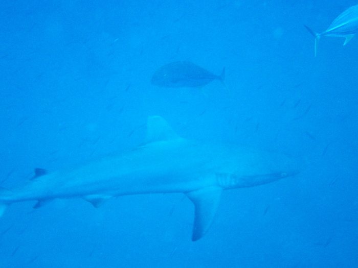 Carcharhinus amblyrhynchos