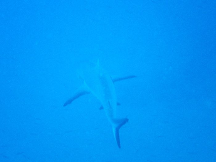 Carcharhinus amblyrhynchos