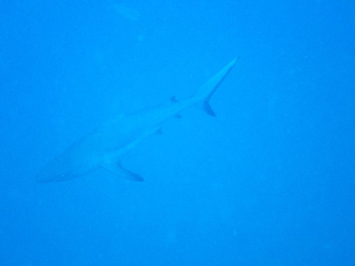 Carcharhinus amblyrhynchos