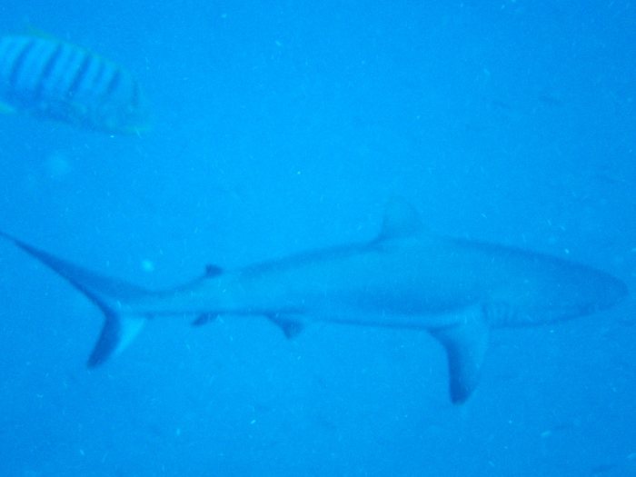 Carcharhinus amblyrhynchos