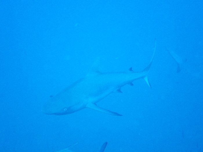 Carcharhinus amblyrhynchos