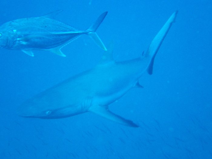 Carcharhinus amblyrhynchos