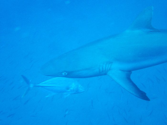Carcharhinus amblyrhynchos
