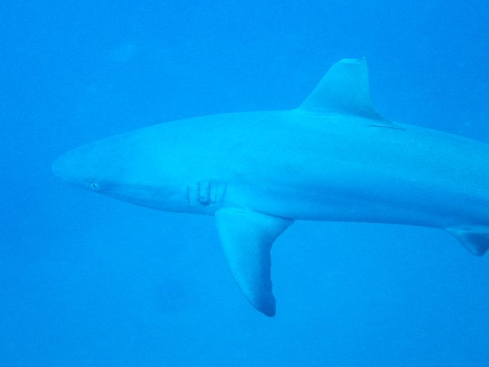 Carcharhinus amblyrhynchos