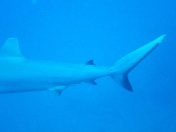 Carcharhinus amblyrhynchos