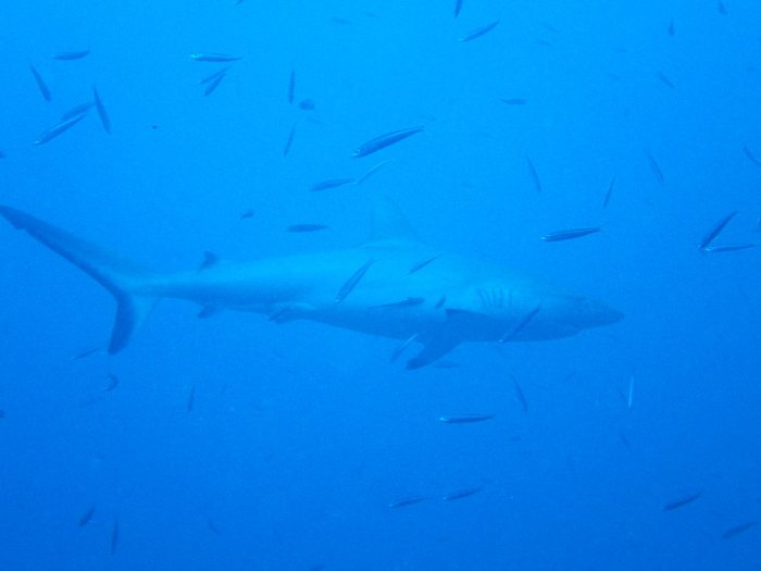 Carcharhinus amblyrhynchos