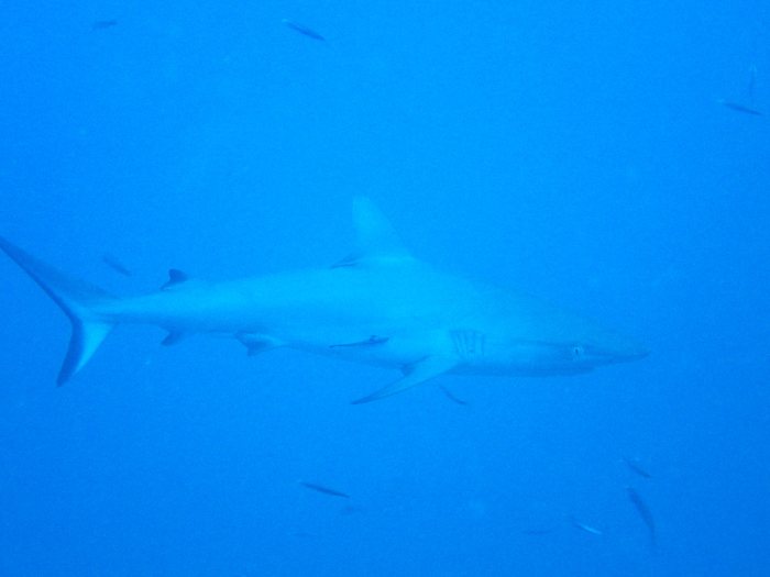 Carcharhinus amblyrhynchos