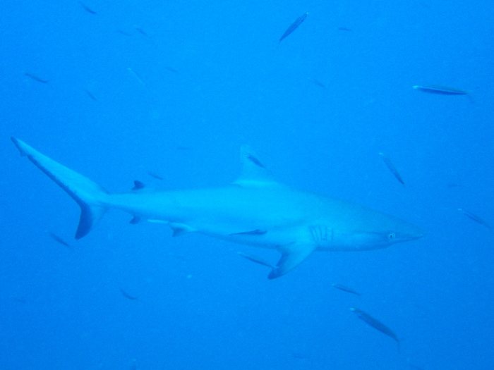 Carcharhinus amblyrhynchos