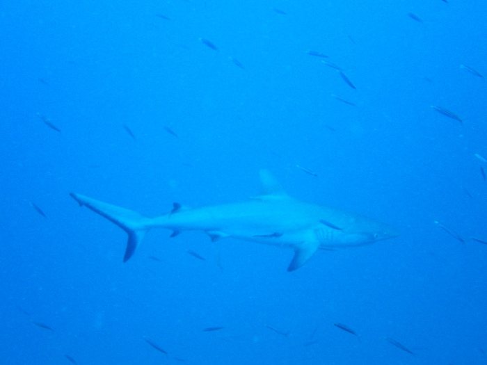 Carcharhinus amblyrhynchos