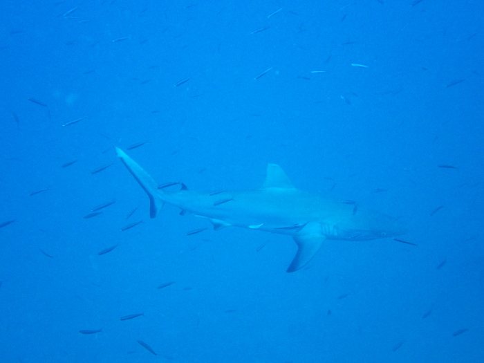 Carcharhinus amblyrhynchos
