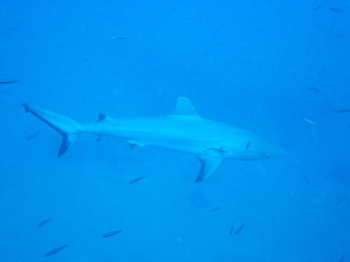 Carcharhinus amblyrhynchos