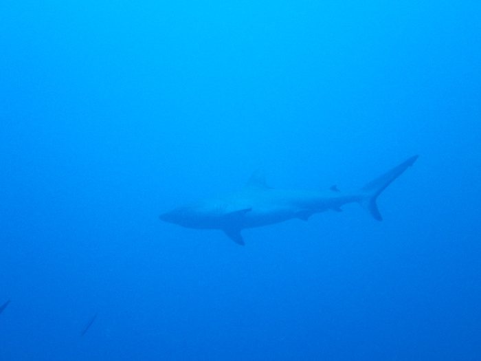 Carcharhinus amblyrhynchos