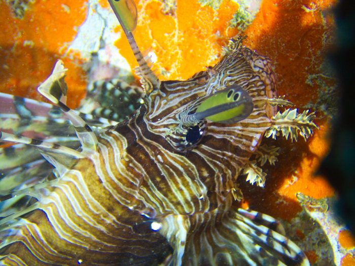 Poisson-scorpion