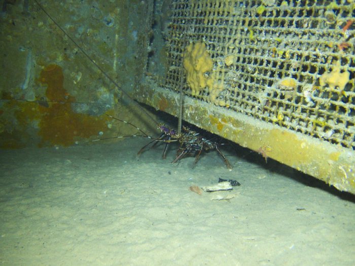 Langouste