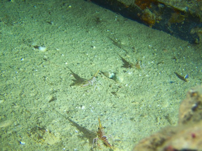 Rhynchocinetes durbanensis