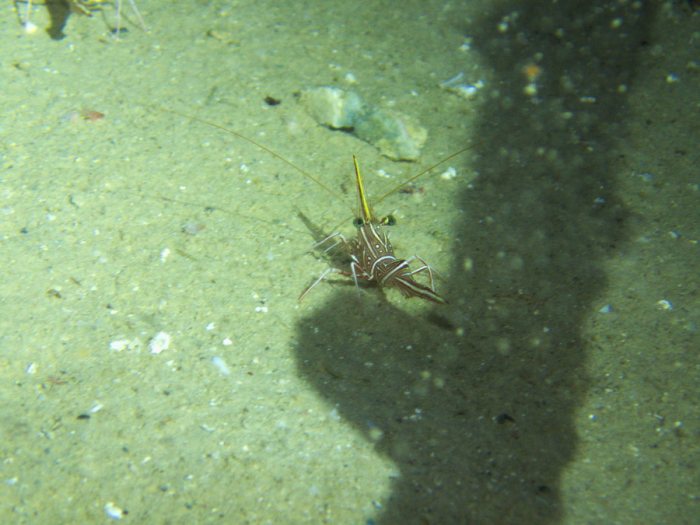 Rhynchocinetes durbanensis