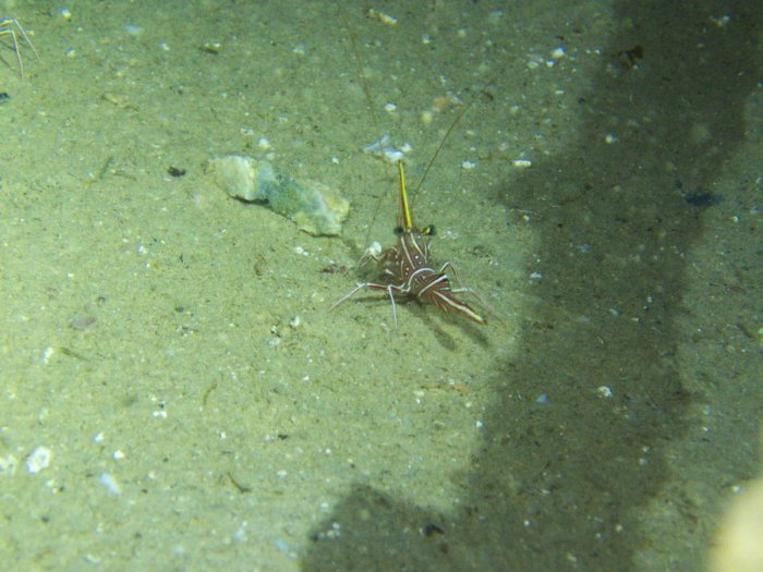 Rhynchocinetes durbanensis